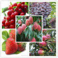 High Potassium Fertilizer for Fruits